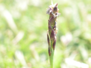 Zoysiagrass Seedhead